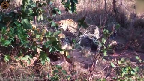 10 Times Leopards Messed With The Wrong Opponent