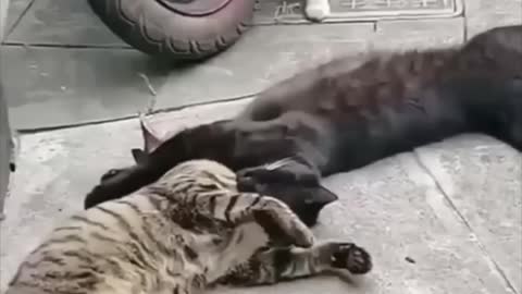 animals doing funny things