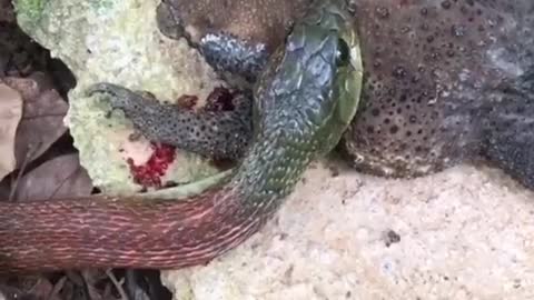 bullfrog vs snake