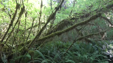 Hoh Rainforest, Olympic NP, Washington, USA [Amazing Places 4K]