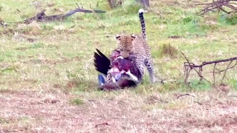leopard hunting a Lappet-faced vulture