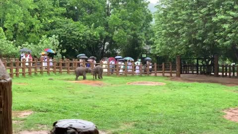 Play time Twin Elephants