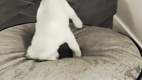 A cute puppy is entertaining with a pillow