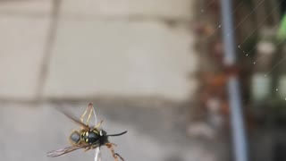 Stuck Wasp Wrapped Up By Spider