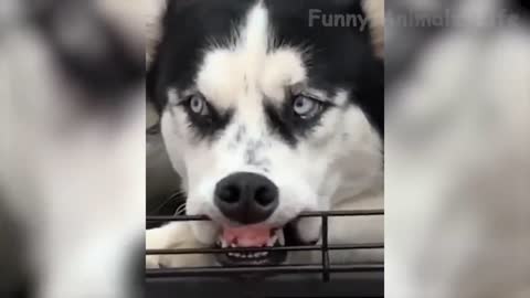 🤣 Funniest 😻Cats And 🐶 Dogs - Try Not To Laugh - Best Of The Funny Tik Tok Videos