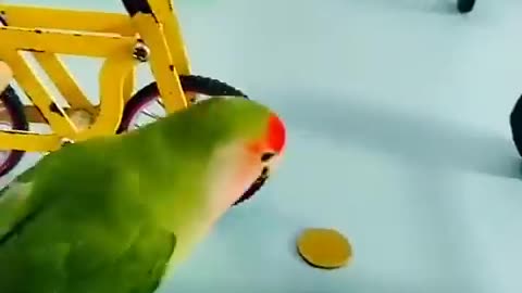 cute parrot moments #2