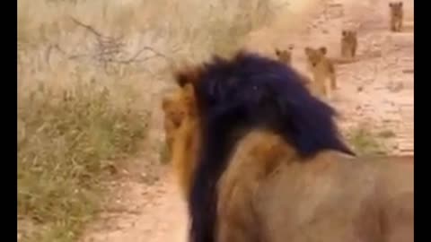 Lion cubs rush to catch up to daddy