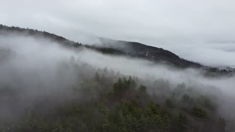 Free Foggy Forest Footage