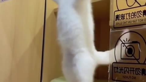 My cute cat 😺 dansing video funny crying short
