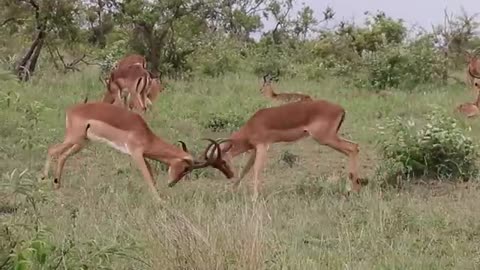 "Wild Encounter: Epic Battle Between Two Majestic Deer!"