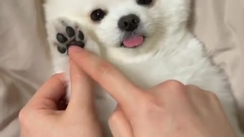 So Cute and Funny Dog Video