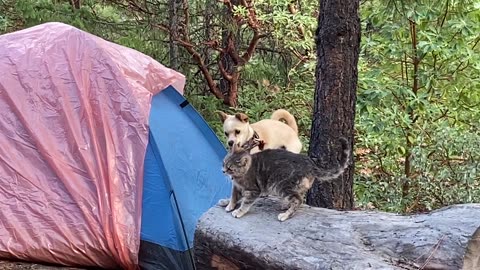 Puppy & Kitten playing