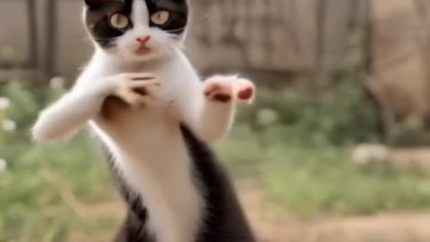 Cats funny video