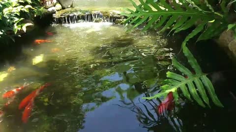 Koi Fish Swimming O A Man Made Fish Pond