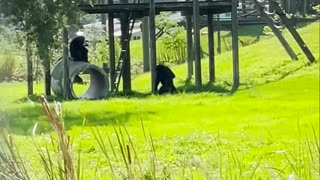 Vanilla the chimp, caged for entire life, sees sky for first time in heartwarming video