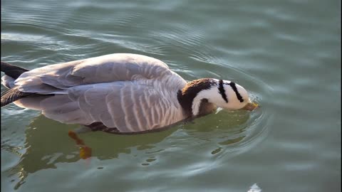 Duck Ducks Bird Pen Nature Cute Swim Wild Rhine