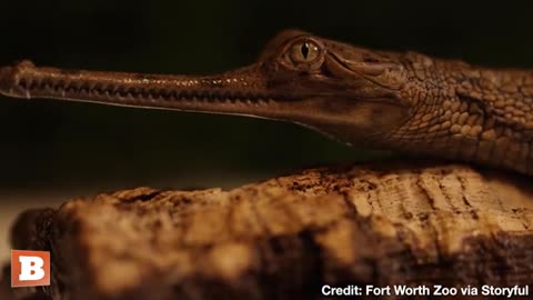 FORT WORTH ZOO SHOWS OFF BIRTH OF CRITICALLY ENDANGERED GHARIAL CROCODILES