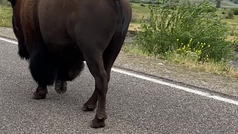 Bikers Have Close Encounter with Wandering Bison