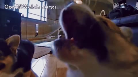 In 30 sec, These Hilarious Slow-Mo Corgi Puppies Will Make You Laugh & Smile!