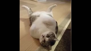 Cute Cat Funny Video 96