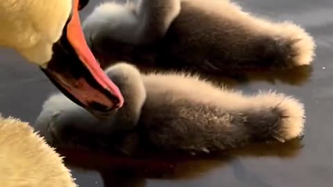Enchanting Slumber: 😴 Discover How Baby Swans Drift into Dreamland
