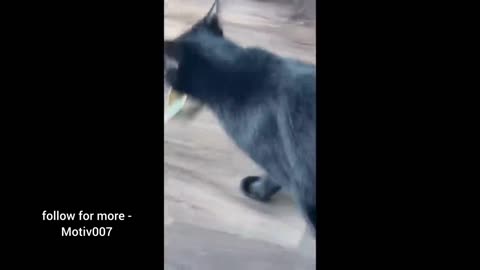 Funny pet video 🤣🤣🤣 part-2 | 2023 funny video