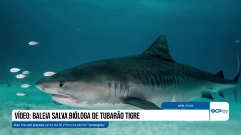 Vídeo: Baleia salva bióloga de tubarão tigre