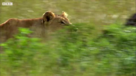 Mother Lioness Hunts Warthog |