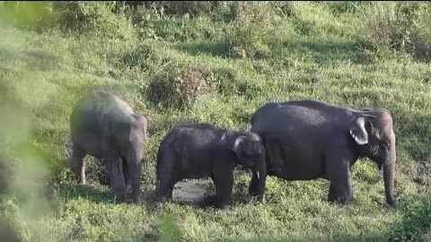 Elephant herds - why do they stay together