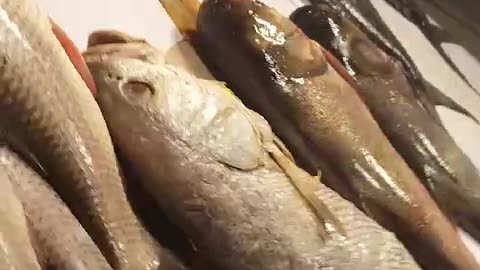 fresh fish eat