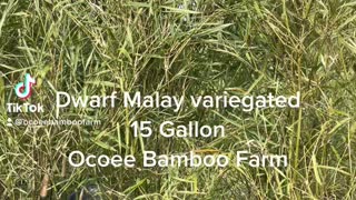 Dwarf Bamboo Malay Variegated