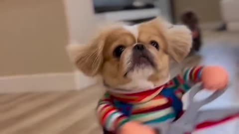 Funny dogi's video