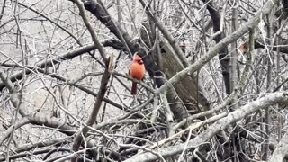 Male Cardinal and a Dark Eyed Junco