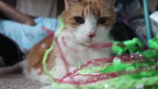 Cat vs crinkles