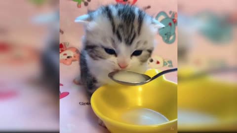 Cute cat drinking milk