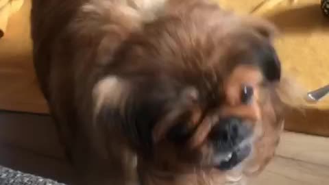 Hangry dog smacks away moms phone.