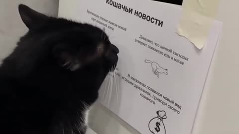 In Russia, even cats read the news when they poop