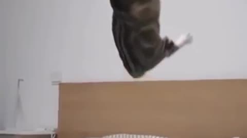 look at that cat's jump