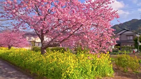 The cherry blossom trees