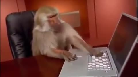 Monkey Operating Computer...OMG!!!