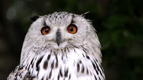 Owl animal bird