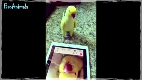 ПОПУГАЙ АЛКОГОЛИК и другие приколы с попугаями | Funny Parrots #661
