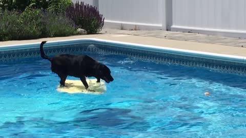 Dog balances on bodyboard to fetch ball from pool