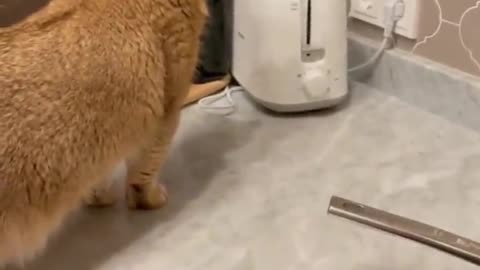 A kitten who was frightened by a bread machine.