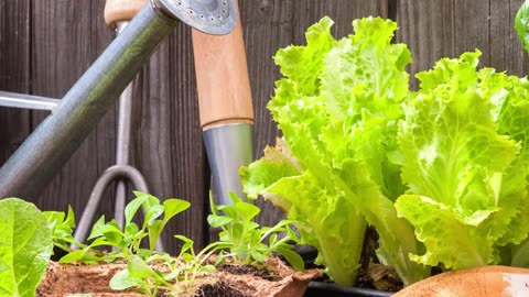 Local Harvest Self Sufficiency Gardening