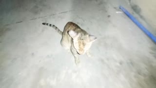 this cat is not my friend but he come here everyday (part)2/stray cats & kittens