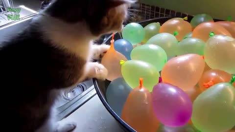 Funny Cats against Balloons - compilations