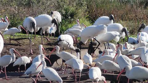 STORKS, IBIS & EGRETS!