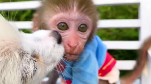 Funny monkey goes to the toilet and plays with Ducklings in the swimming pool