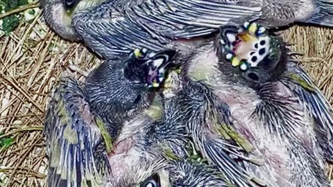 gouldian finches chicks